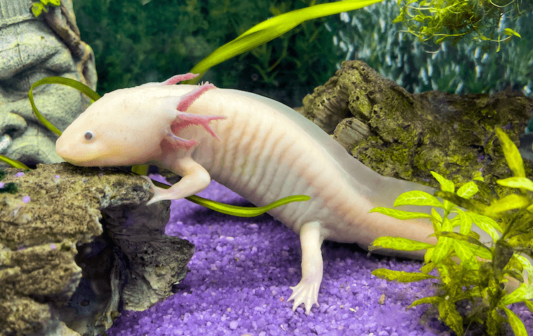 Pez caminante mexicano