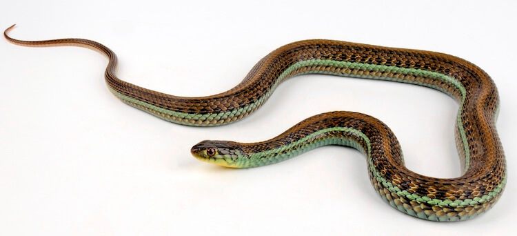 Liga mexicana sobre fondo blanco