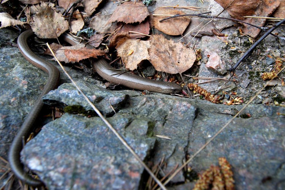 Serpiente de gusano del medio oeste
