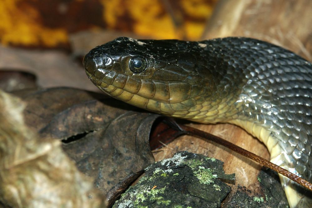Serpiente de agua verde del Mississippi