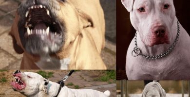 Mitos de Pitbulls desacreditados