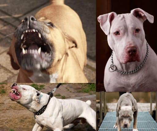 Mitos de Pitbulls desacreditados