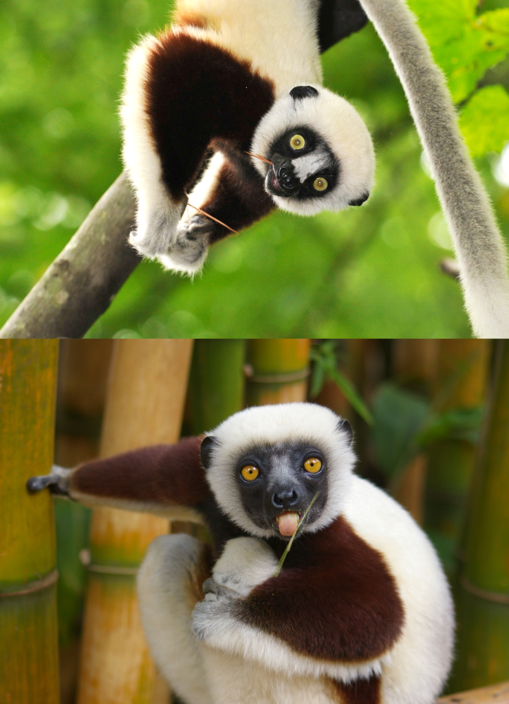 Modo de vida L&eacute;mur