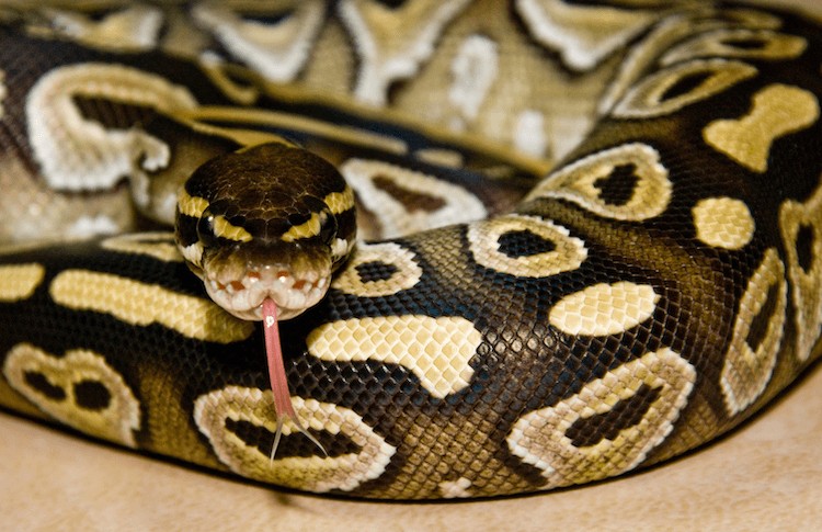 Pitón bola de Mojave