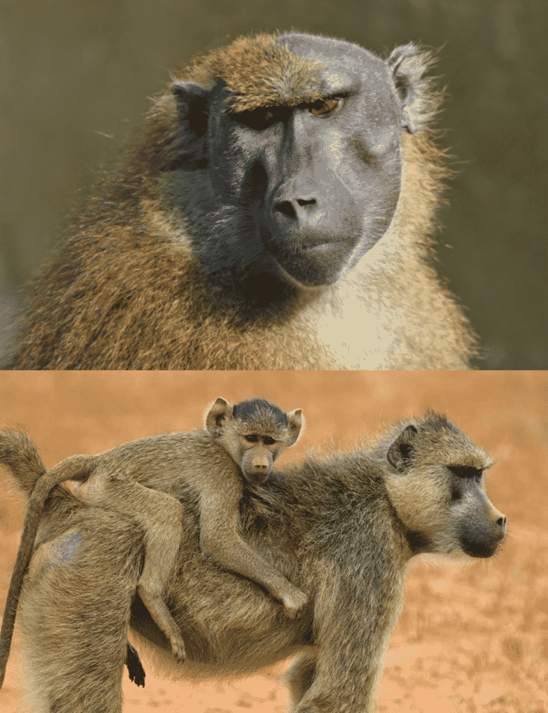 Monos babuinos