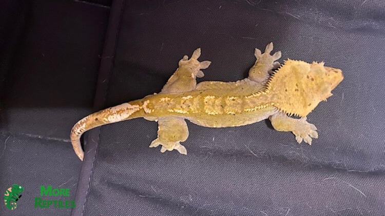 Mi gecko crestado Spencer de tamaño natural