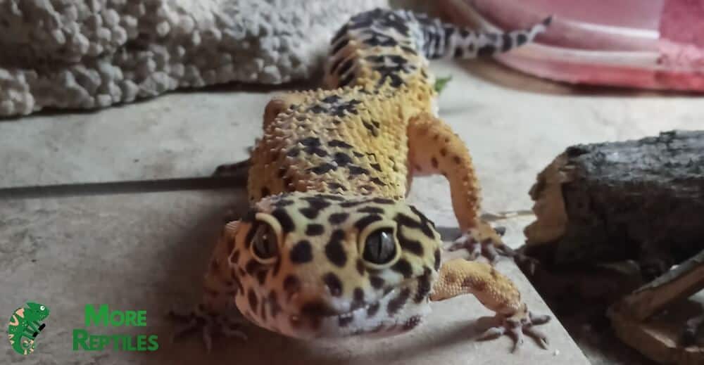 Mi geco leopardo feliz