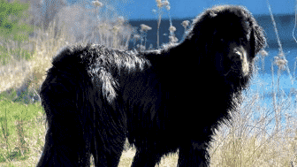 Newfoundland