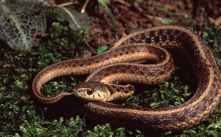 Lirio del noroeste acurrucado en el musgo