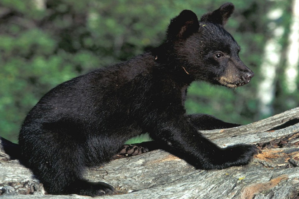 Oso tibetano en peligro de extinción