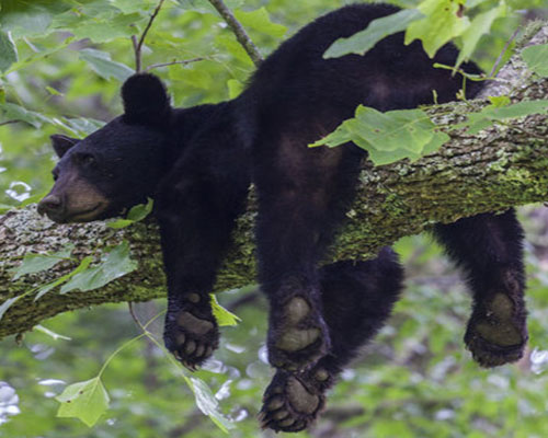 Oso tibetano en árbol