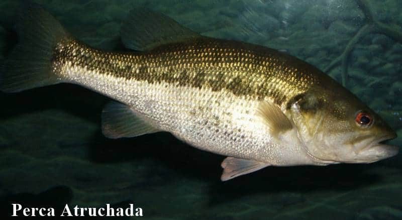 PESCAS ATRUCHADAS