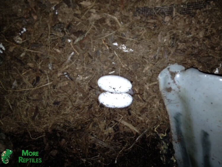 Pareja de huevos de geco leopardo