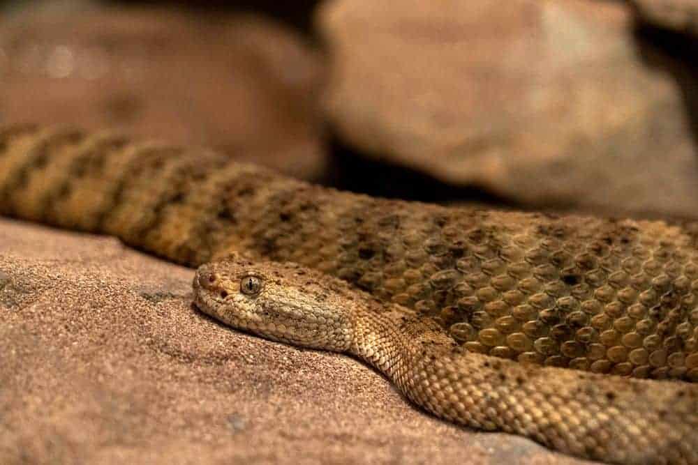 Serpiente de cascabel de Panamint