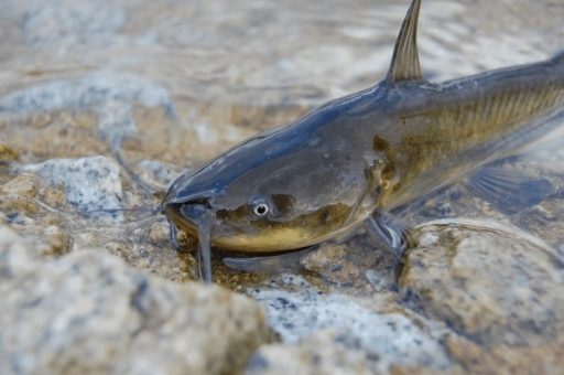 Peces gato