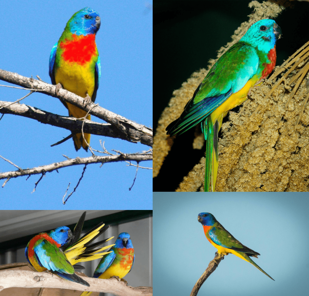 Periquitos espléndidos