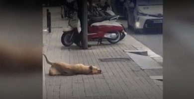 Perra sota asesinada por guardia
