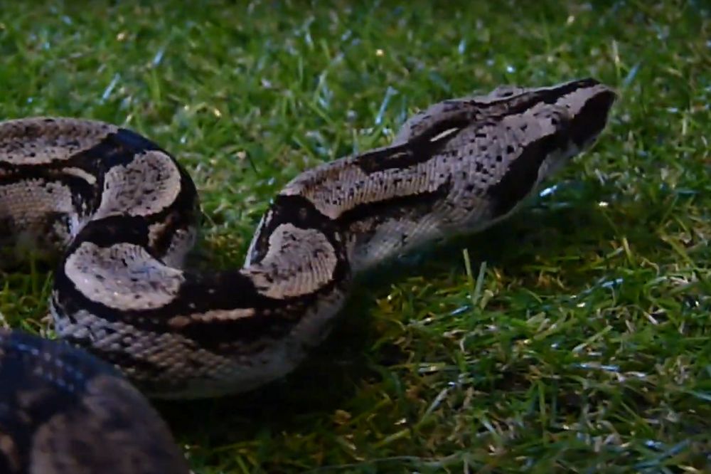 Boa peruana de cola larga
