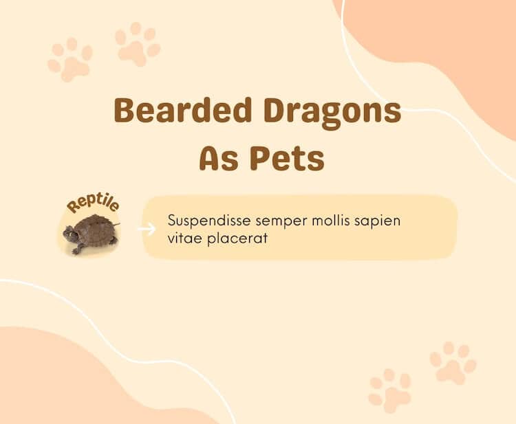 Infografía sobre el dragón barbudo