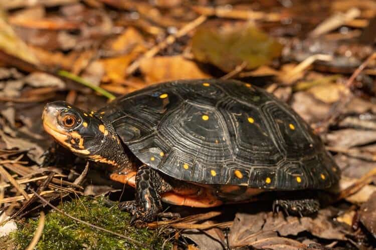 Tortugas de compañía que se quedan pequeñas