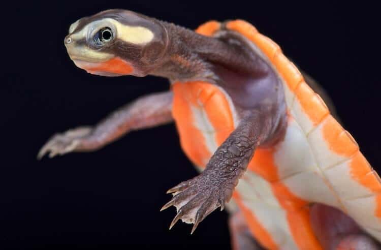 Tortuga de cuello lateral de vientre rosa