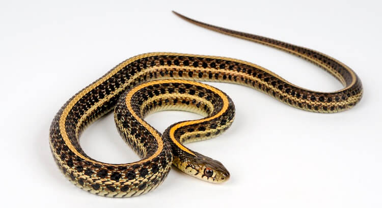 Serpiente de liga de los llanos