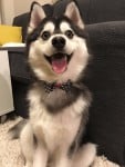 Pomsky gracioso