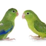 Por qué los machos son más coloridos que las hembras