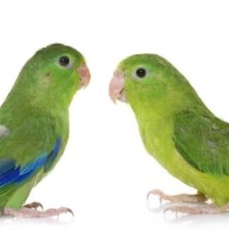 Por qué los machos son más coloridos que las hembras