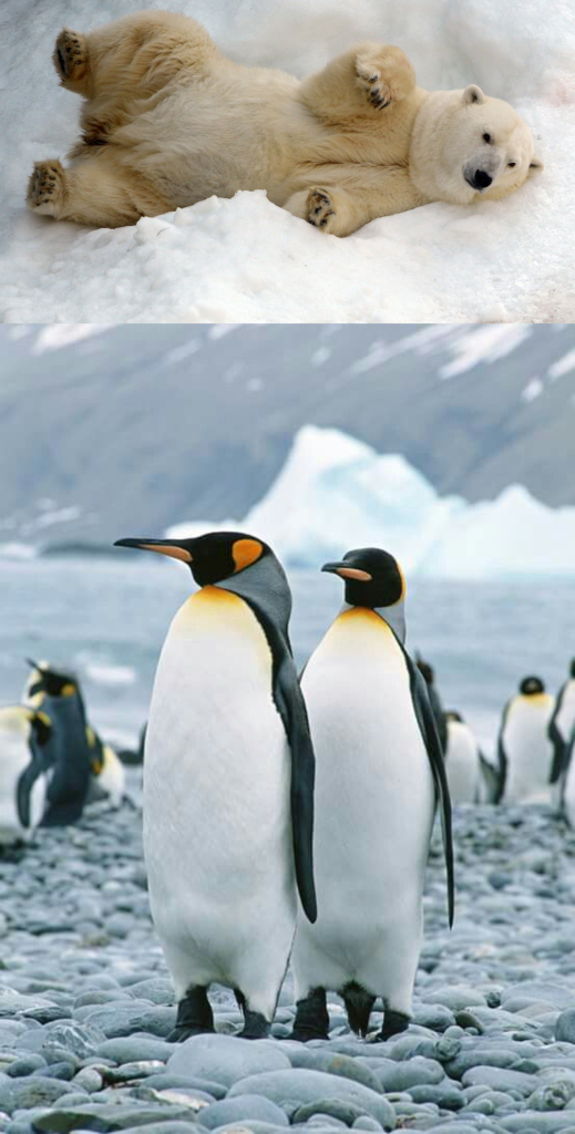 Por qué no hay pingüinos en el polo norte ni osos en el polo sur?