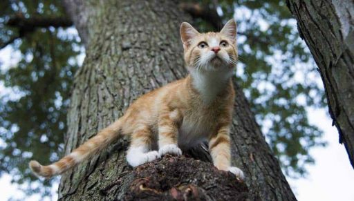 Por qué siempre los gatos caen de pie