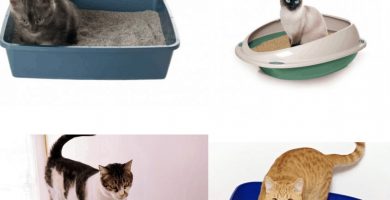 Porqué mi gato no usa el arenero causas y soluciones