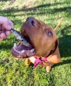 Pueden los perros comer anchoas