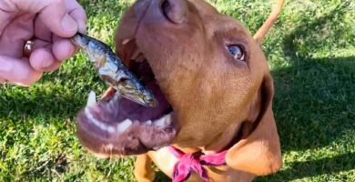 Pueden los perros comer anchoas