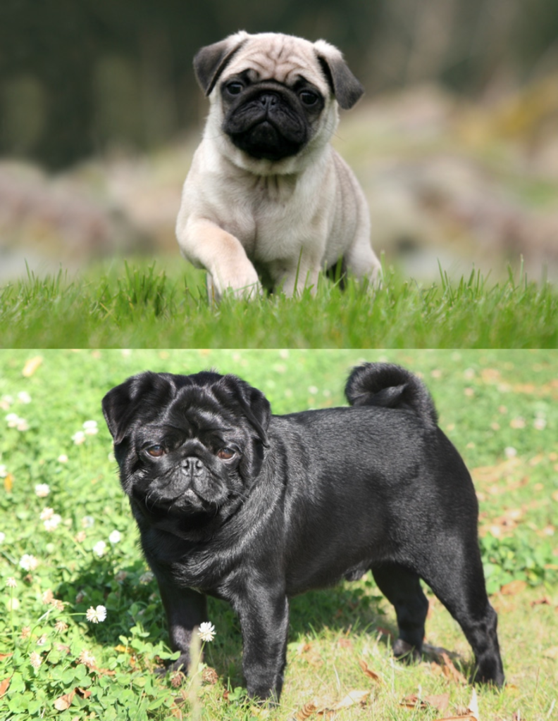 Pug
