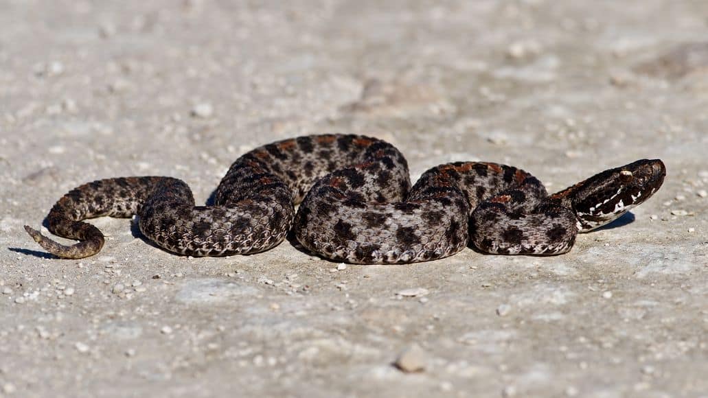 Serpiente de cascabel pigmea