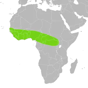 Distribución silvestre de Python regius en África Central y Occidental