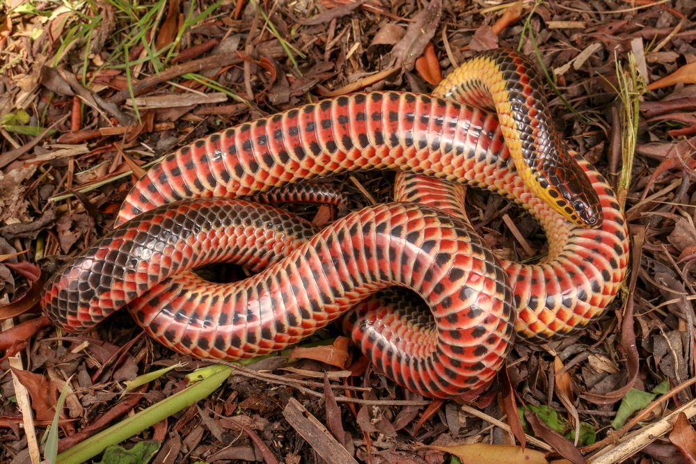 Serpiente Arco Iris