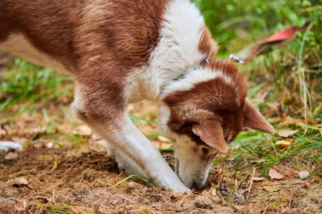 Las 3 razones más probables por las que tu Husky sigue cavando agujeros 2 Razones por las que tu Husky sigue cavando agujeros Las 3 razones más probables por las que tu Husky sigue cavando agujeros