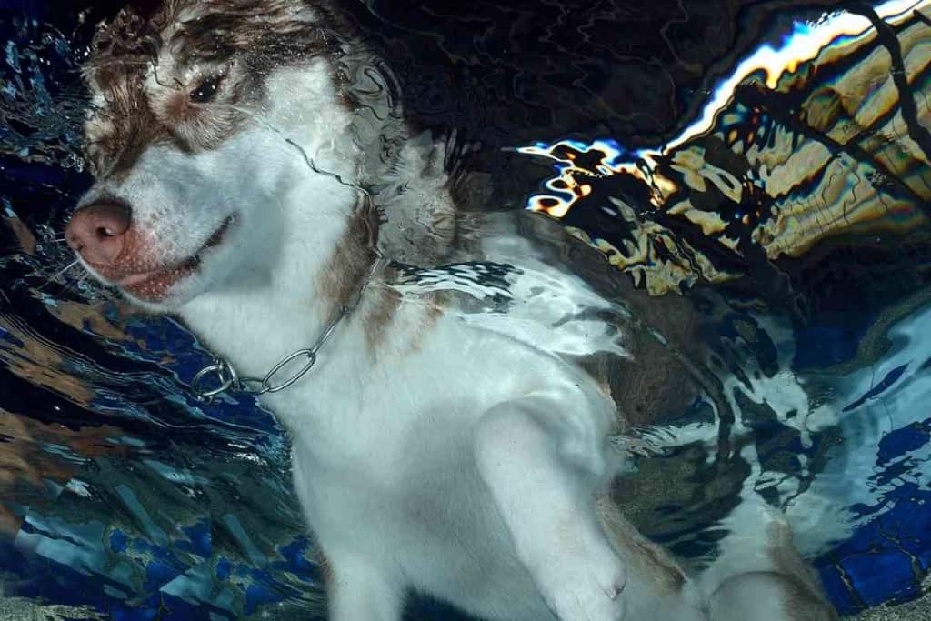 3 razones por las que a tu Husky le gusta cavar en el agua 2 Razones por las que a tu Husky le gusta cavar en el agua 1 2 3 Razones por las que a tu Husky le gusta cavar en el agua