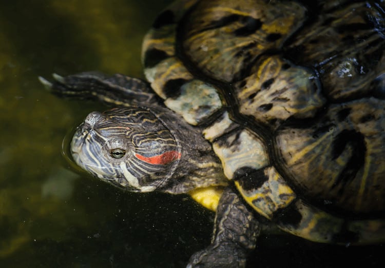 Cuidados del deslizador de orejas rojas