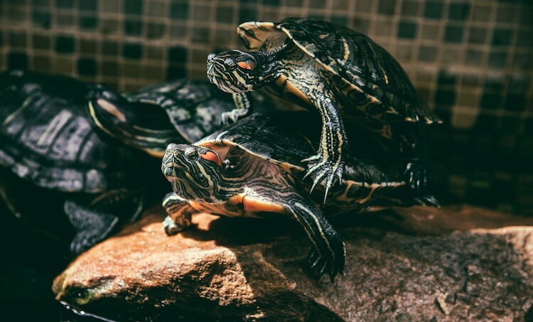 El deslizador de orejas rojas es macho o hembra