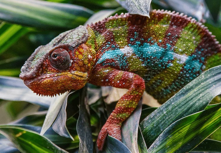 Camaleón pantera roja