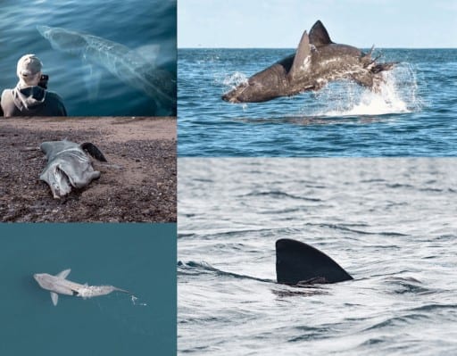 Reproducción y Amenazas del tiburón peregrino