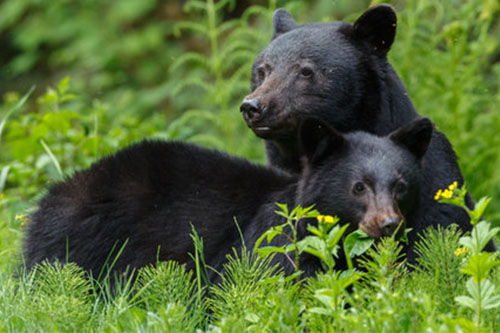 Reproducción del oso tibetano