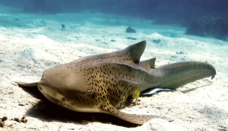 Reprodución del tiburón leopardo