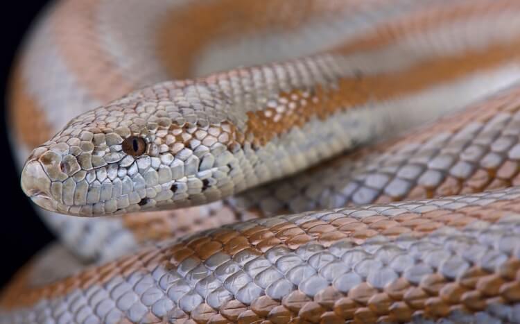 Rhacodactylus leachianus