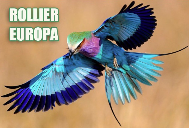 Rollier de Europa
