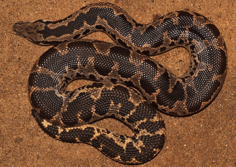 Boa de escamas rugosas