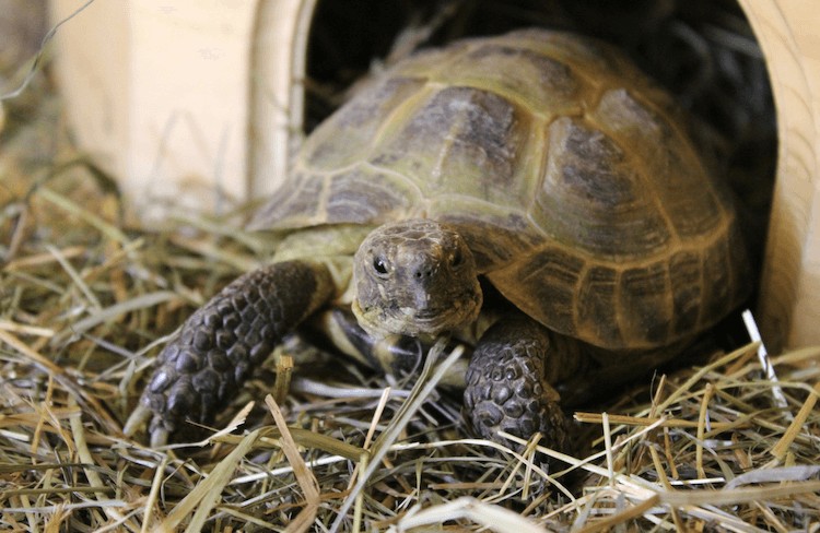 Recinto para tortugas rusas